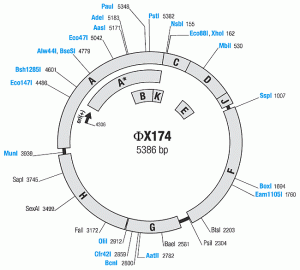 Map of the phi-X174 genome