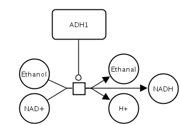 Alcohol dehydrogenase as SBGN diagram